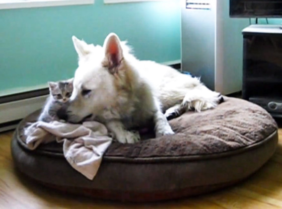 Kitten Fighting Big Dog Video Kitten Fighting Big Dog Video